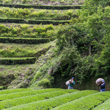 Tokuyou Sencha